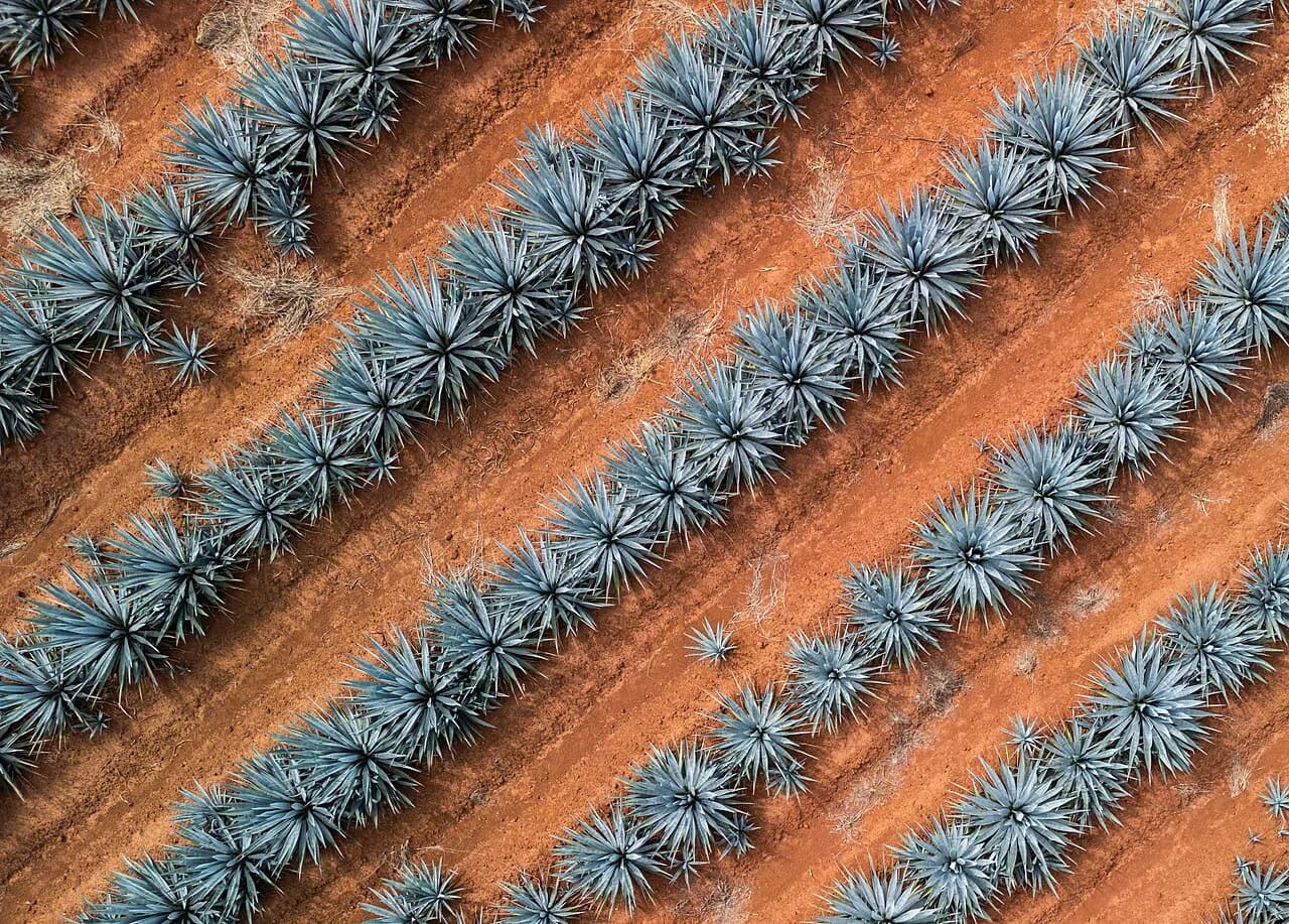 Vue aérienne de rangs d’agaves dans l’État de Jalisco, au Mexique.