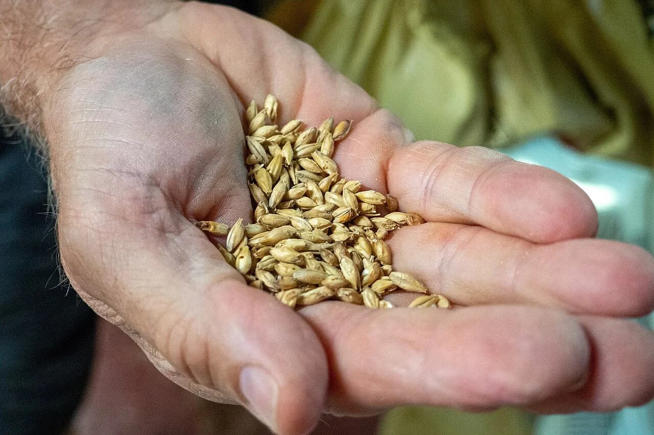 Une main tenant des grains de malt clair destiné au brassage.