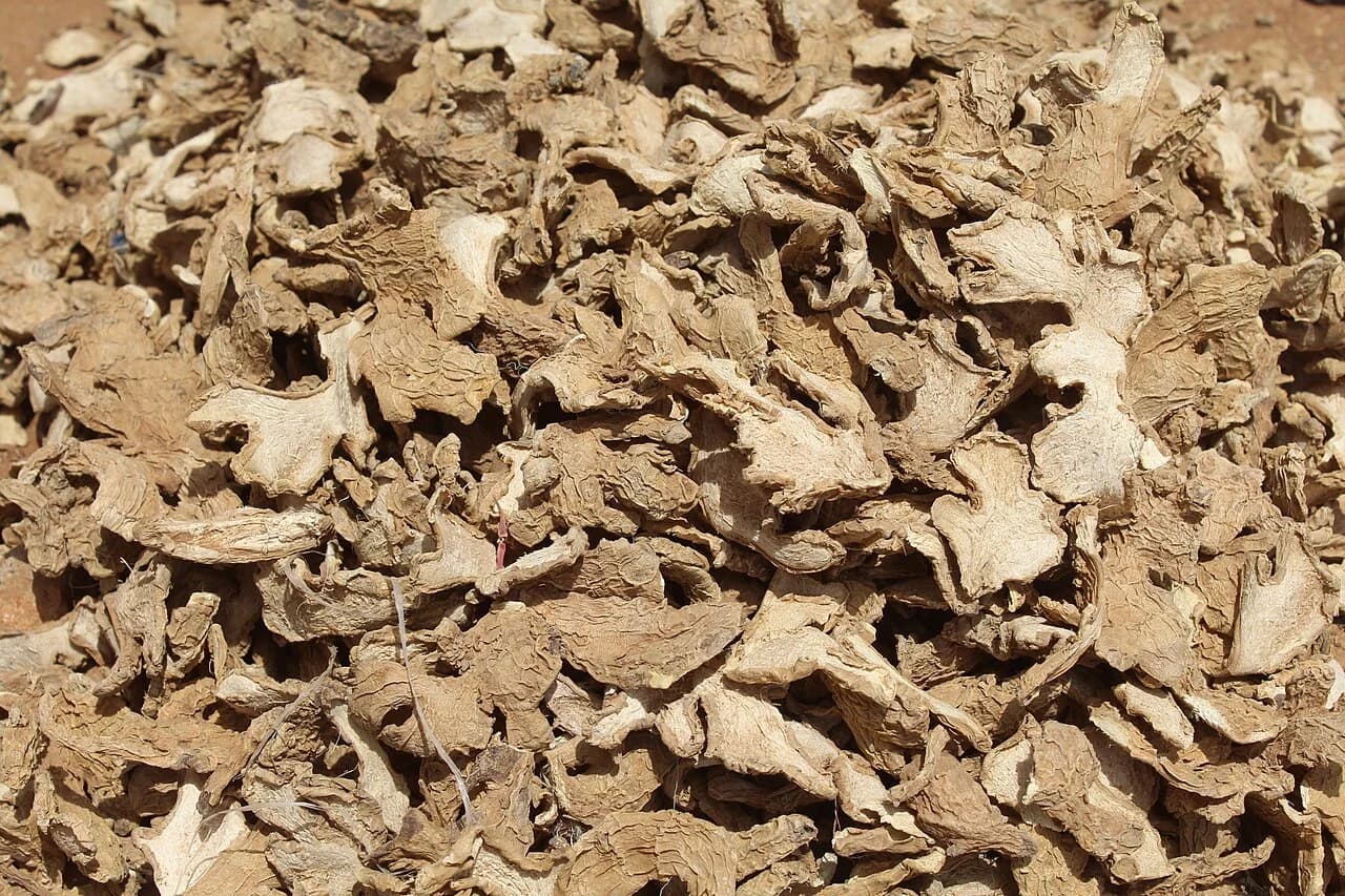 Morceaux de rhizomes de gingembre séchés.