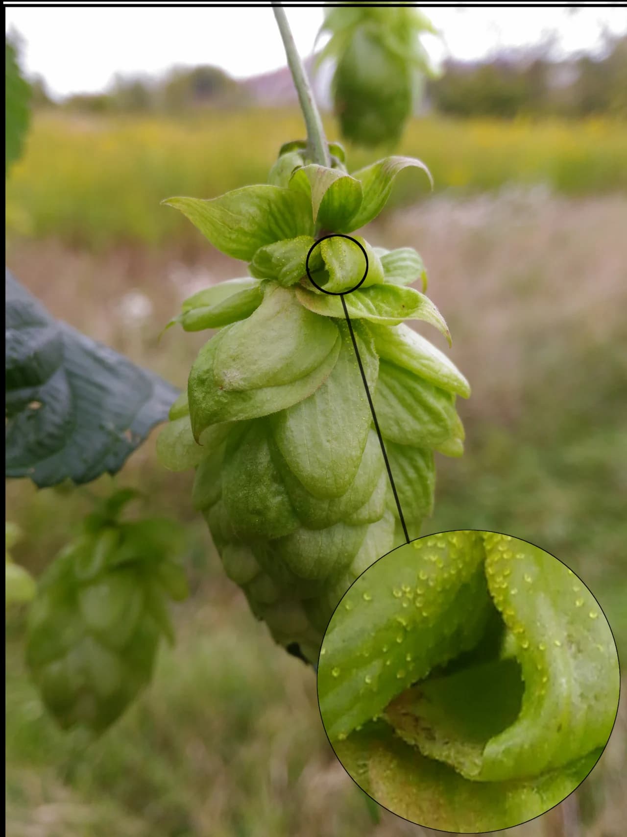 Cône de houblon photographié avec un agrandissement de ses glandes de lupuline.
