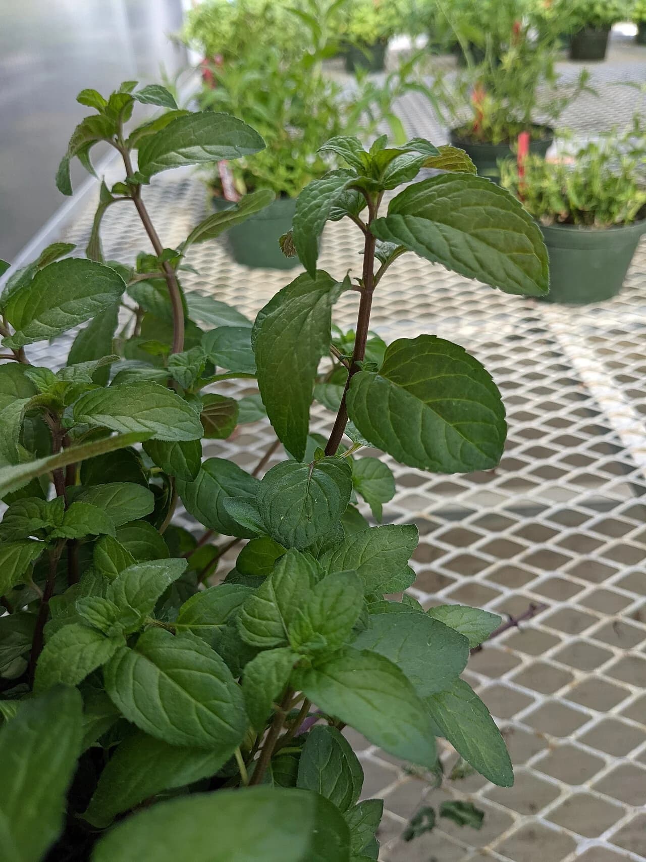 Plant de menthe poivrée, Mentha × piperita.