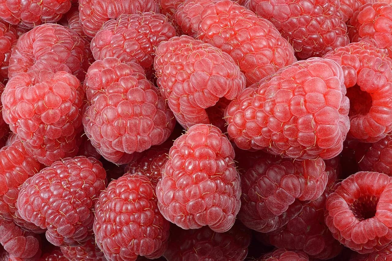 Framboises entières vues de près.