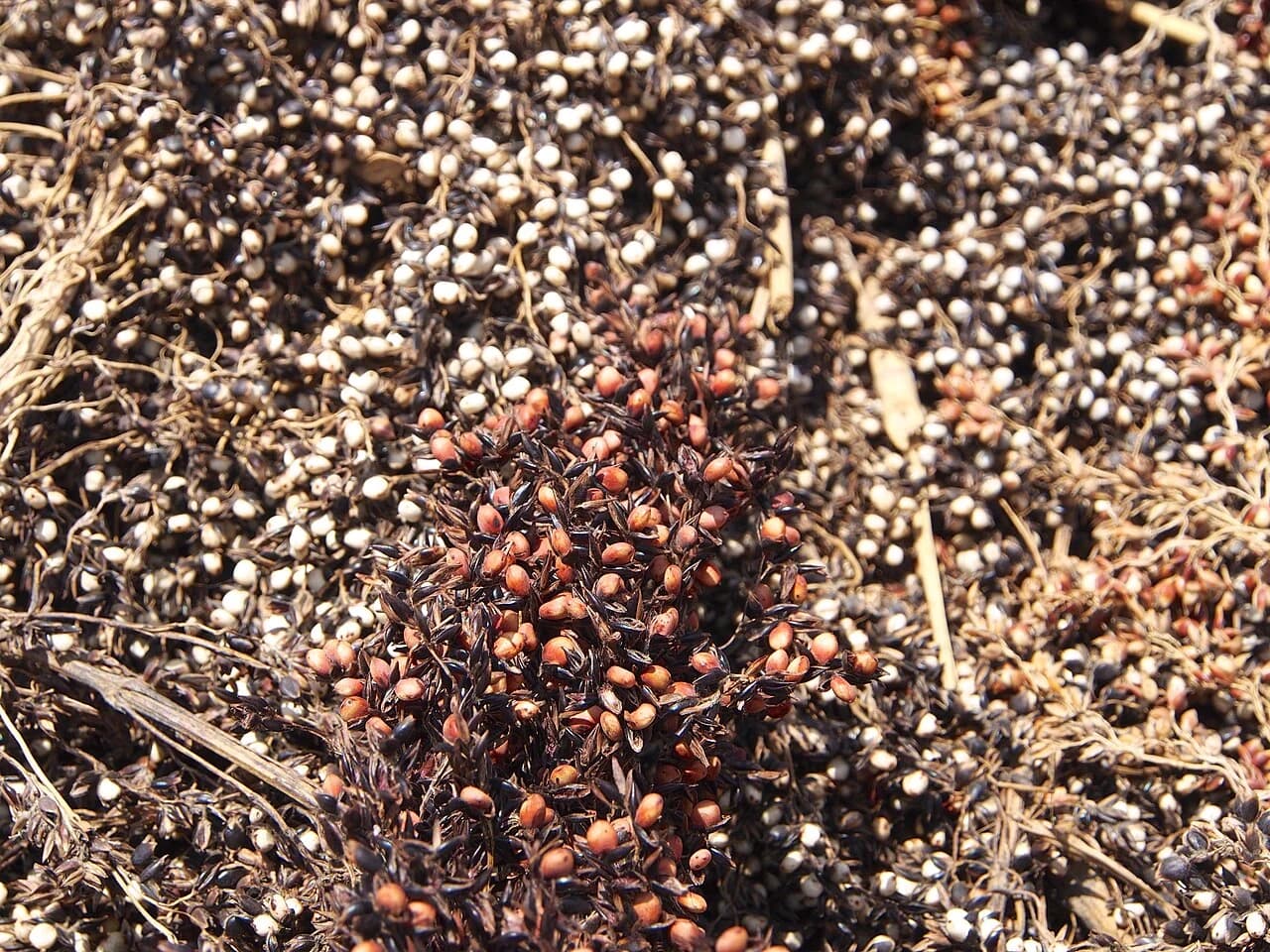 Grains de sorgho rouge et blanc à Sapouy, au Burkina Faso.